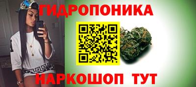 шишки Изобильный